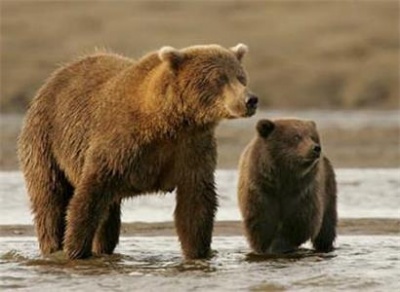 Brown bear body found on the roadside. Animal silicone ice tray making ice, calls for protection of animals.